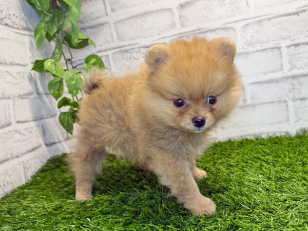 岡山県のポメラニアン (アミーゴ妹尾店/2025年11月19日生まれ/男の子/オレンジ)の子犬の2枚目の画像