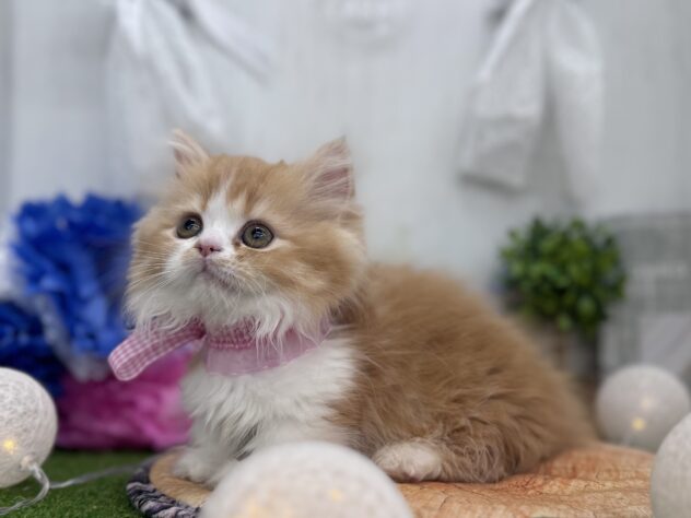 香川県のミヌエット (ワンキャラット アミーゴ高松店/2025年11月3日生まれ/女の子/レッドタビーホワイト)の子猫の3枚目の画像