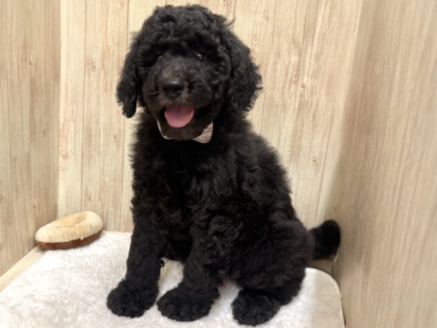 広島県のスタンダードプードル (アミーゴ東深津店/2025年11月10日生まれ/女の子/グレー)の子犬の2枚目の画像