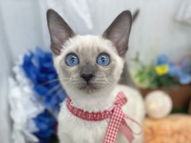 香川県のシャム (ワンキャラット アミーゴ高松店/2025年10月26日生まれ/女の子/ブルーポイント)の子猫の1枚目の画像