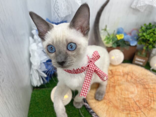 香川県のシャム (ワンキャラット アミーゴ高松店/2025年10月26日生まれ/女の子/ブルーポイント)の子猫の2枚目の画像