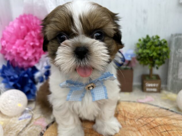 香川県のシーズー (ワンキャラット アミーゴ高松店/2025年11月24日生まれ/男の子/ゴールドホワイト)の子犬の2枚目の画像