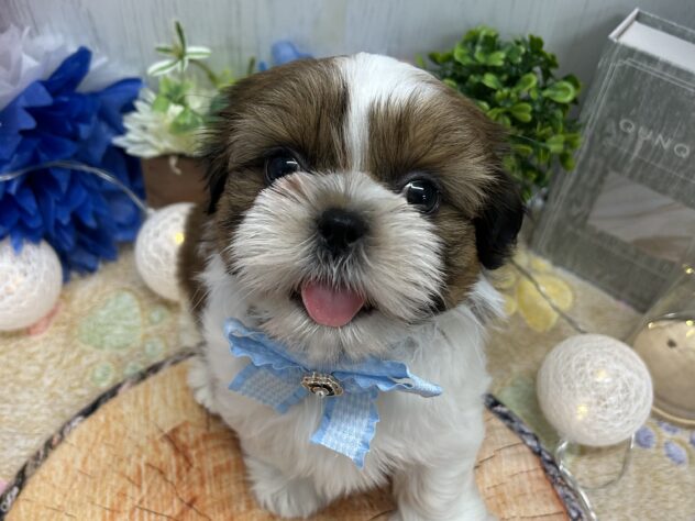 香川県のシーズー (ワンキャラット アミーゴ高松店/2025年11月24日生まれ/男の子/ゴールドホワイト)の子犬の1枚目の画像