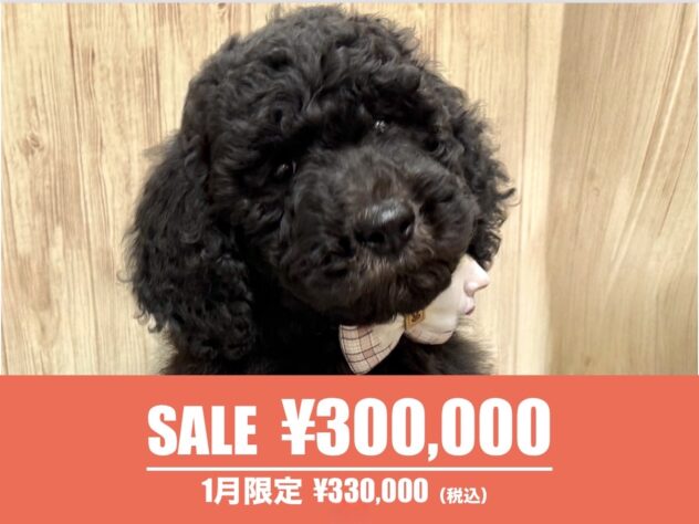 広島県のスタンダードプードル (アミーゴ東深津店/2025年11月10日生まれ/女の子/グレー)の子犬の1枚目の画像