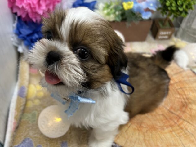 香川県のシーズー (ワンキャラット アミーゴ高松店/2025年11月24日生まれ/男の子/ゴールドホワイト)の子犬の3枚目の画像