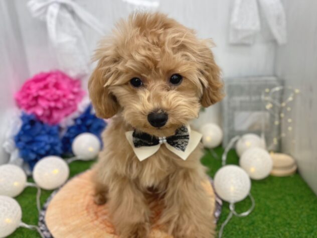 香川県のトイプードル(トイ) (ワンキャラット アミーゴ高松店/2025年8月27日生まれ/女の子/オレンジフォーン)の子犬の3枚目の画像