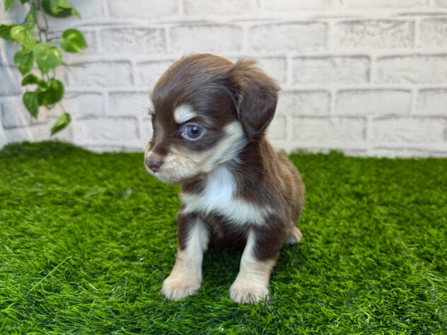 岡山県のハーフ犬・ミックス犬 (アミーゴ妹尾店/2025年11月20日生まれ/女の子/チョコレートクリーム)の子犬の3枚目の画像