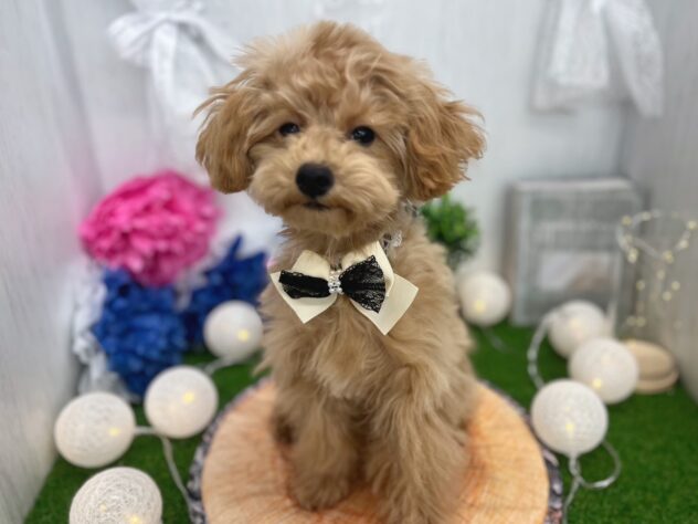 香川県のトイプードル(トイ) (ワンキャラット アミーゴ高松店/2025年8月27日生まれ/女の子/オレンジフォーン)の子犬の2枚目の画像