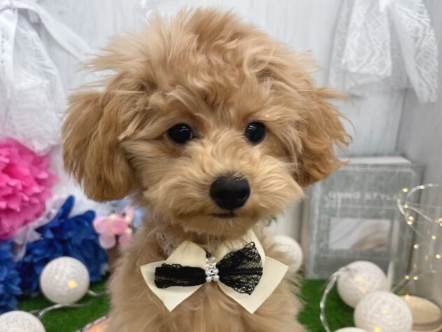 香川県のトイプードル(トイ) (ワンキャラット アミーゴ高松店/2025年8月27日生まれ/女の子/オレンジフォーン)の子犬の1枚目の画像