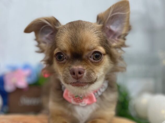 香川県のチワワ(ロング) (ワンキャラット アミーゴ高松店/2025年8月17日生まれ/女の子/チョコレートタンホワイト)の子犬