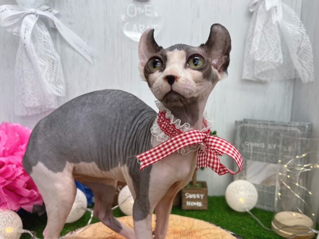 香川県のスフィンクス (ワンキャラット アミーゴ高松店/2025年9月20日生まれ/女の子/ブラックホワイト)の子猫の3枚目の画像