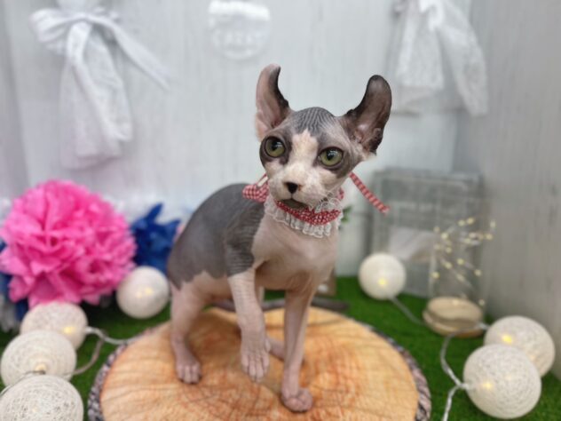 香川県のスフィンクス (ワンキャラット アミーゴ高松店/2025年9月20日生まれ/女の子/ブラックホワイト)の子猫の2枚目の画像