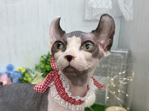 香川県のスフィンクス (ワンキャラット アミーゴ高松店/2025年9月20日生まれ/女の子/ブラックホワイト)の子猫の1枚目の画像