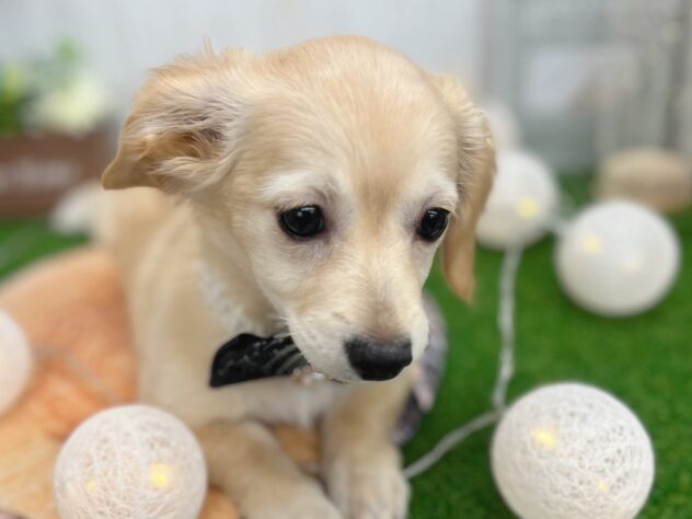 香川県のハーフ犬・ミックス犬 (ワンキャラット アミーゴ高松店/2025年10月15日生まれ/女の子/クリーム)の子犬