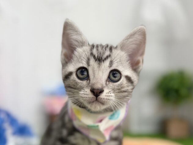 香川県のアメリカンショートヘアー (ワンキャラット アミーゴ高松店/2025年12月4日生まれ/男の子/シルバータビー)の子猫