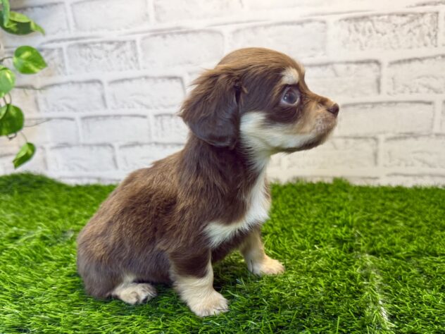 岡山県のハーフ犬・ミックス犬 (アミーゴ妹尾店/2025年11月20日生まれ/女の子/チョコレートクリーム)の子犬の2枚目の画像