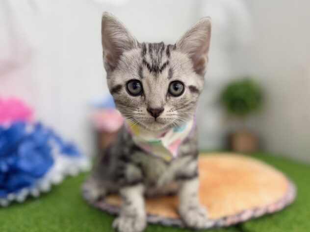 香川県のアメリカンショートヘアー (ワンキャラット アミーゴ高松店/2025年12月4日生まれ/男の子/シルバータビー)の子猫の2枚目の画像