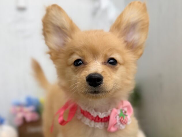 香川県のポメックス(ポメラニアン×ダックス) (ワンキャラット アミーゴ高松店/2025年11月21日生まれ/女の子/ゴールド)の子犬の1枚目の画像