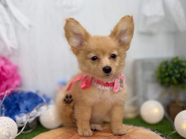 香川県のポメックス(ポメラニアン×ダックス) (ワンキャラット アミーゴ高松店/2025年11月21日生まれ/女の子/ゴールド)の子犬の2枚目の画像