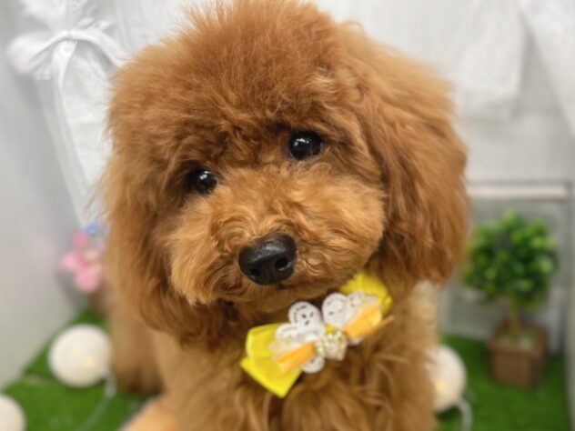 香川県のトイプードル(トイ) (ワンキャラット アミーゴ高松店/2025年7月3日生まれ/女の子/レッドフォーン)の子犬の1枚目の画像