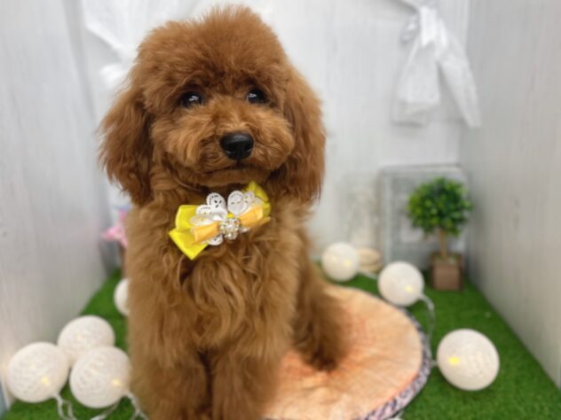 香川県のトイプードル(トイ) (ワンキャラット アミーゴ高松店/2025年7月3日生まれ/女の子/レッドフォーン)の子犬の4枚目の画像