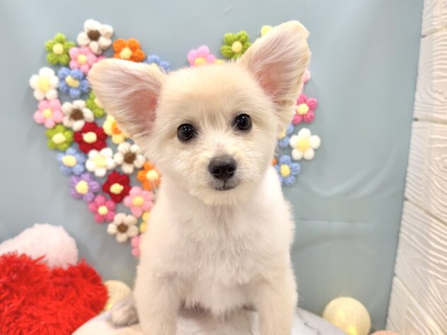 兵庫県のポメプー(ポメラニアン×プードル) (ワンキャラット アミーゴ姫路飾磨店/2025年10月24日生まれ/男の子/クリーム)の子犬の2枚目の画像