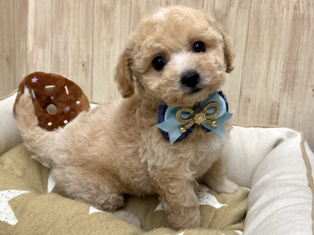 広島県のハーフ犬・ミックス犬 (アミーゴ東深津店/2025年11月23日生まれ/男の子/クリーム)の子犬の4枚目の画像