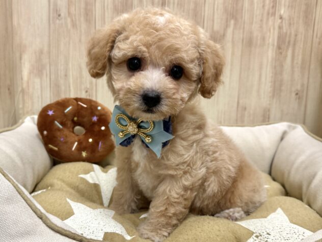 広島県のハーフ犬・ミックス犬 (アミーゴ東深津店/2025年11月23日生まれ/男の子/クリーム)の子犬の2枚目の画像