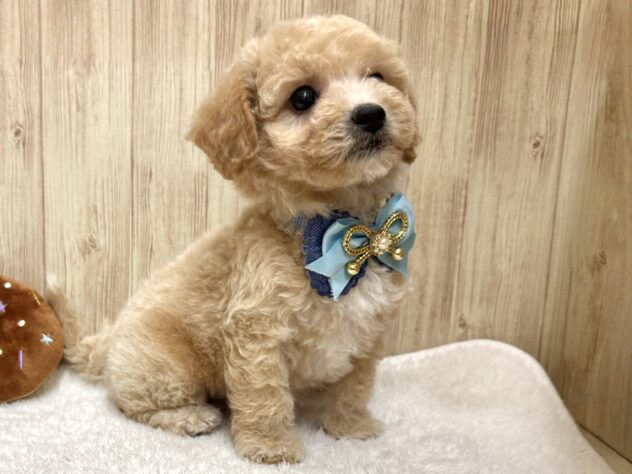 広島県のハーフ犬・ミックス犬 (アミーゴ東深津店/2025年11月23日生まれ/男の子/クリーム)の子犬の3枚目の画像