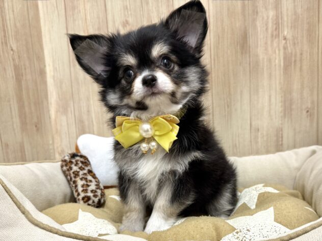 広島県のチワワ(ロング) (アミーゴ東深津店/2025年11月22日生まれ/男の子/ブラッククリーム)の子犬の4枚目の画像