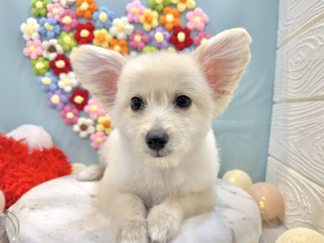 兵庫県のポメプー(ポメラニアン×プードル) (ワンキャラット アミーゴ姫路飾磨店/2025年10月24日生まれ/男の子/クリーム)の子犬の1枚目の画像
