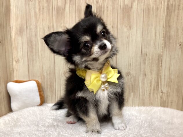 広島県のチワワ(ロング) (アミーゴ東深津店/2025年11月22日生まれ/男の子/ブラッククリーム)の子犬の2枚目の画像