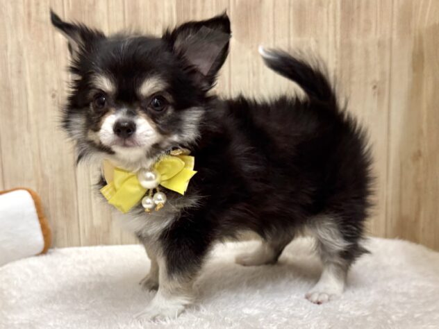 広島県のチワワ(ロング) (アミーゴ東深津店/2025年11月22日生まれ/男の子/ブラッククリーム)の子犬の3枚目の画像