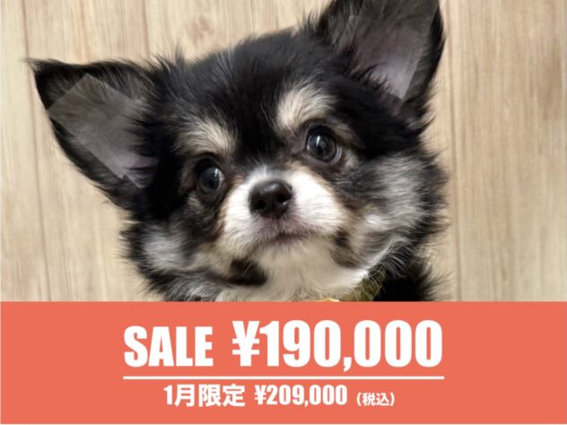 広島県のチワワ(ロング) (アミーゴ東深津店/2025年11月22日生まれ/男の子/ブラッククリーム)の子犬の1枚目の画像