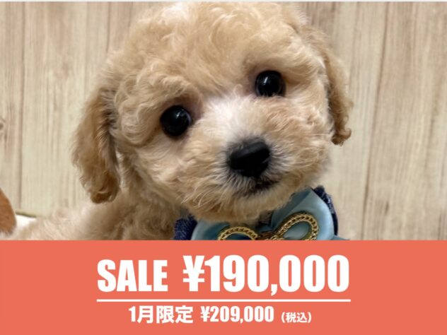広島県のハーフ犬・ミックス犬 (アミーゴ東深津店/2025年11月23日生まれ/男の子/クリーム)の子犬の1枚目の画像