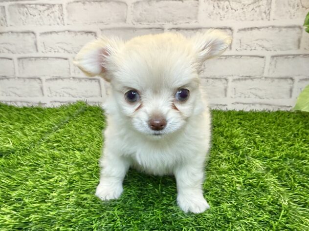 岡山県のチワワ(ロング) (アミーゴ妹尾店/2025年11月27日生まれ/女の子/クリーム)の子犬