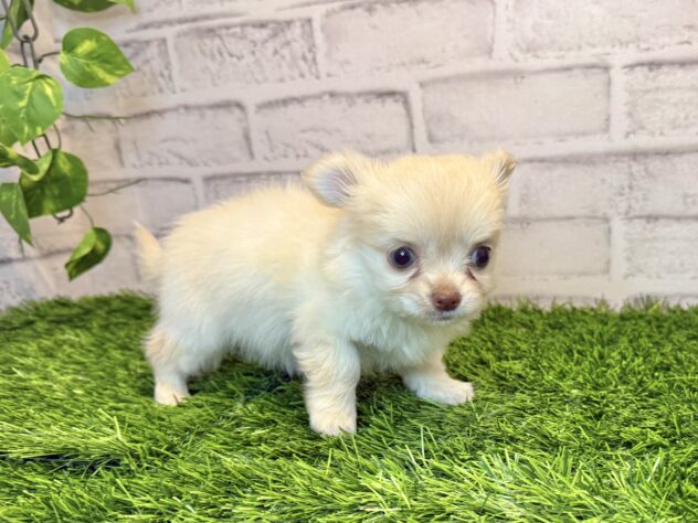 岡山県のチワワ(ロング) (アミーゴ妹尾店/2025年11月27日生まれ/女の子/クリーム)の子犬の2枚目の画像