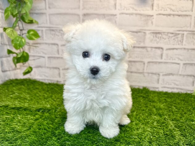 岡山県のビションフリーゼ (アミーゴ妹尾店/2025年11月26日生まれ/男の子/ホワイト)の子犬