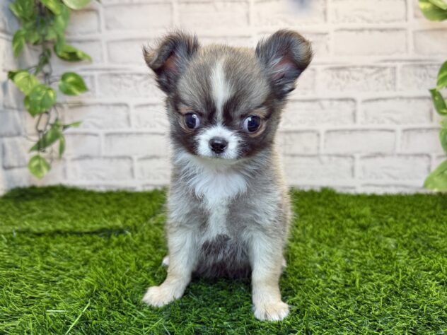 岡山県のチワワ(ロング) (アミーゴ妹尾店/2025年11月23日生まれ/男の子/フォーンホワイト)の子犬