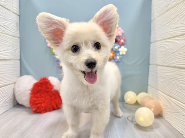 兵庫県のポメプー(ポメラニアン×プードル) (ワンキャラット アミーゴ姫路飾磨店/2025年10月24日生まれ/男の子/クリーム)の子犬の3枚目の画像