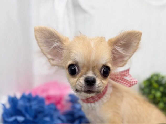 香川県のチワワ(ロング) (ワンキャラット アミーゴ高松店/2025年11月9日生まれ/女の子/レッドホワイト)の子犬の1枚目の画像