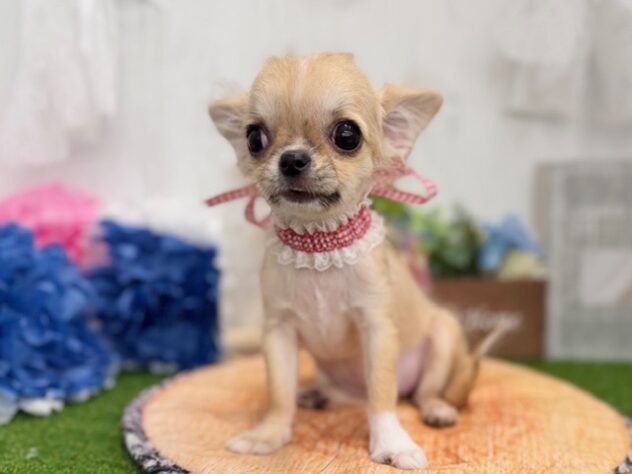 香川県のチワワ(ロング) (ワンキャラット アミーゴ高松店/2025年11月9日生まれ/女の子/レッドホワイト)の子犬の2枚目の画像