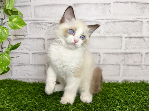 岡山県のラグドール (アミーゴ妹尾店/2025年11月12日生まれ/男の子/シールポイントバイカラー)の子猫の2枚目の画像