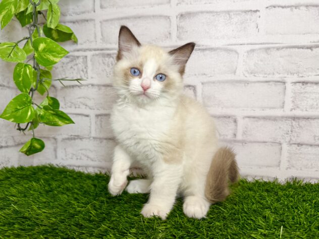 岡山県のラグドール (アミーゴ妹尾店/2025年11月12日生まれ/男の子/シールポイントバイカラー)の子猫の1枚目の画像