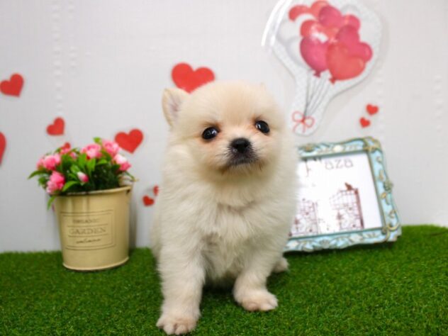 兵庫県のハーフ犬・ミックス犬 (ペット・プラザ アミーゴ尼崎昭和通店/2025年11月13日生まれ/男の子/クリーム)の子犬の1枚目の画像