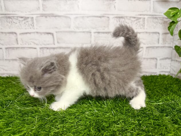 岡山県のブリティッシュロングヘアー (アミーゴ妹尾店/2025年11月26日生まれ/男の子/ブルーホワイト)の子猫の2枚目の画像