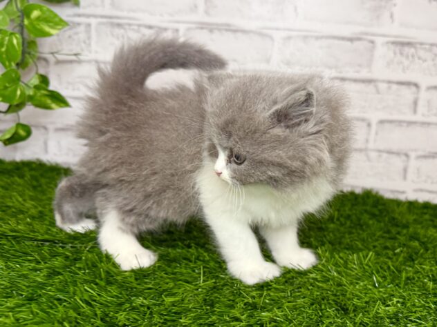 岡山県のブリティッシュロングヘアー (アミーゴ妹尾店/2025年11月26日生まれ/男の子/ブルーホワイト)の子猫の3枚目の画像