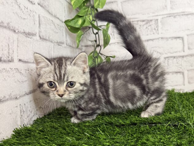 岡山県のマンチカン (アミーゴ妹尾店/2025年11月24日生まれ/男の子/シルバータビー)の子猫の2枚目の画像