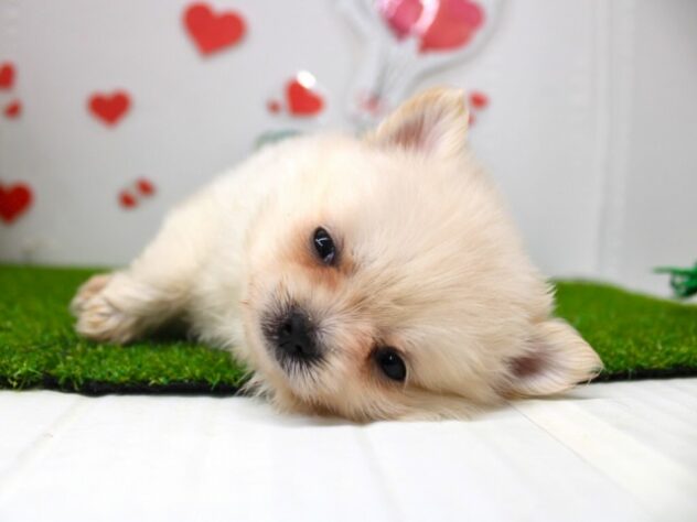 兵庫県のハーフ犬・ミックス犬 (ペット・プラザ アミーゴ尼崎昭和通店/2025年11月13日生まれ/男の子/クリーム)の子犬の2枚目の画像