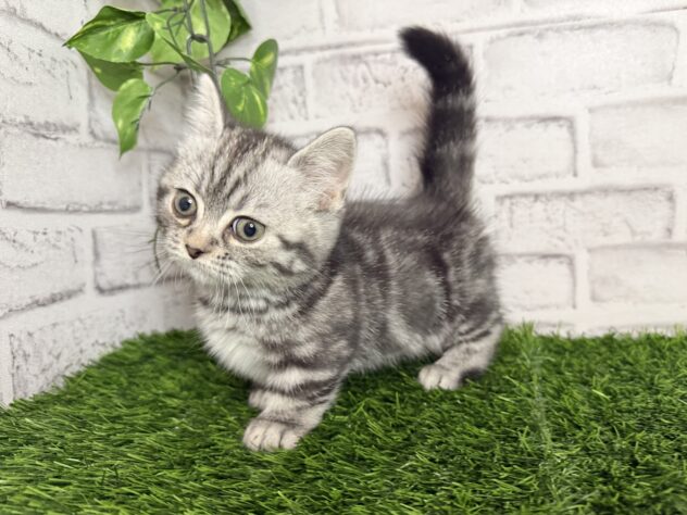 岡山県のマンチカン (アミーゴ妹尾店/2025年11月24日生まれ/男の子/シルバータビー)の子猫の3枚目の画像